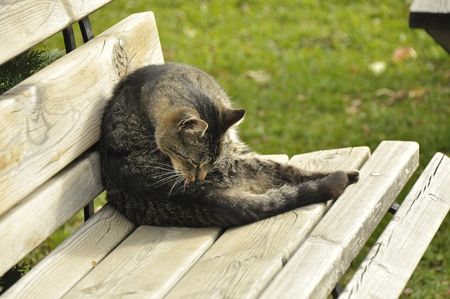 欧冠近11战打进12球，劳塔罗当选国米2-1凯拉特队内最佳球员